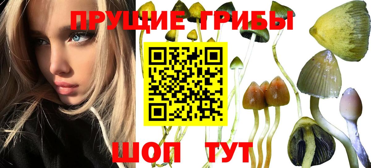 Галлюциногенные грибы мухоморы Артёмовский